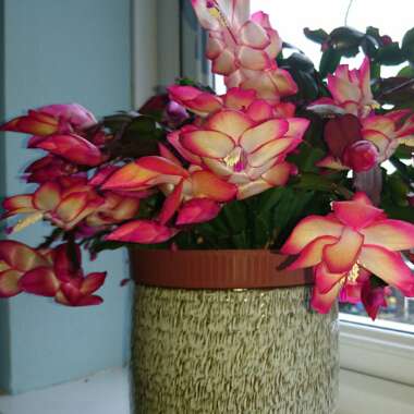 Christmas Cactus