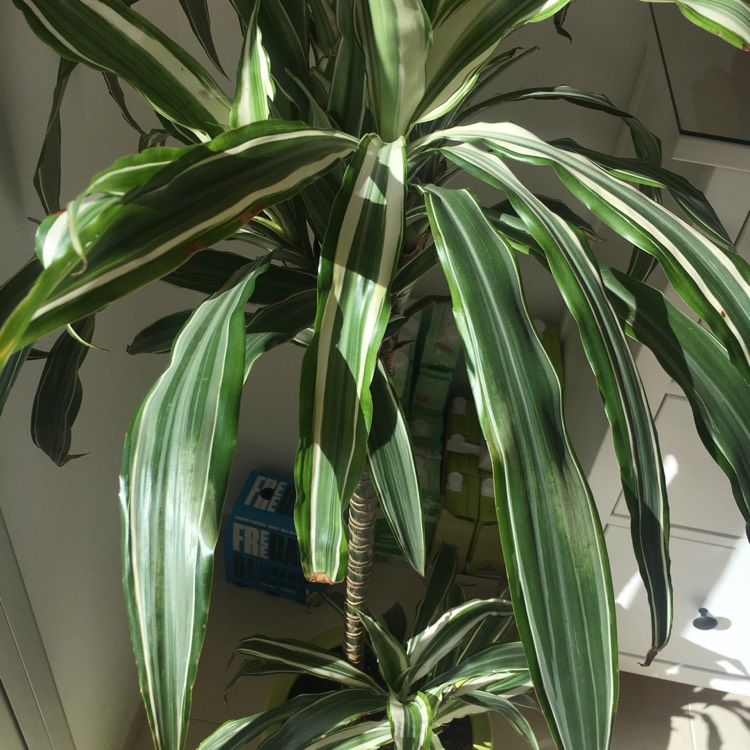 Plant image Dracaena deremensis 'Warneckii'