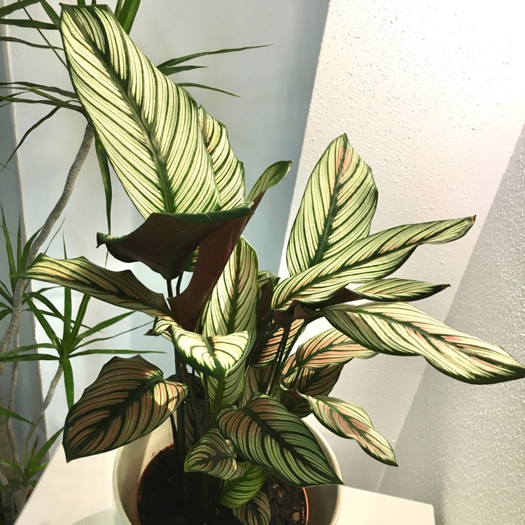 Plant image Calathea 'Whitestar'