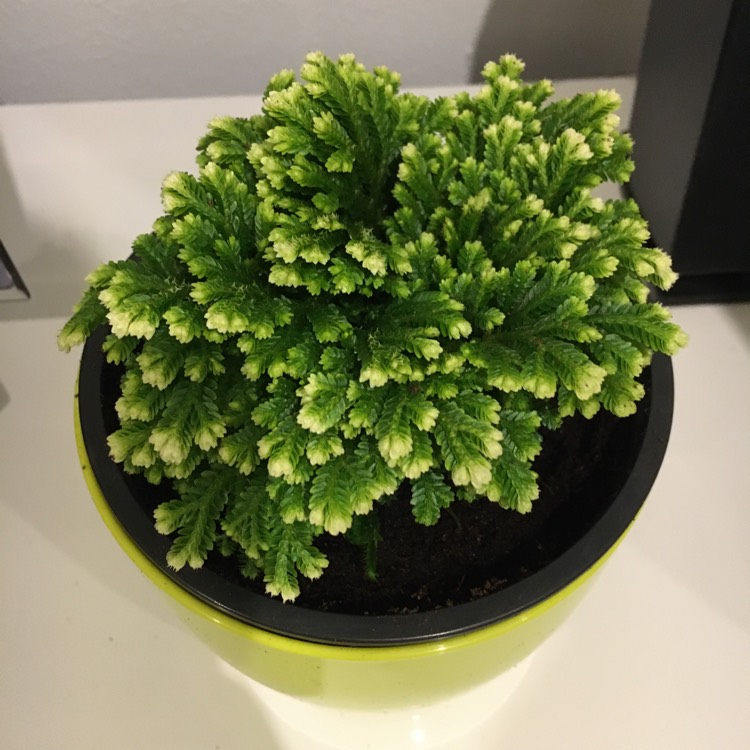 Plant image Selaginella martensii 'Rainbow'