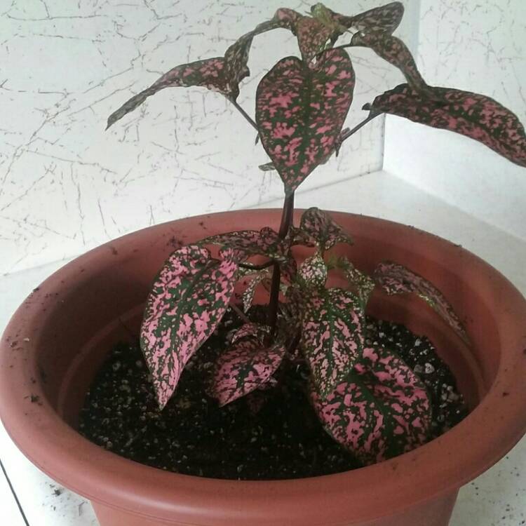 Plant image Hypoestes sanguinolenta 'Triple Splash'