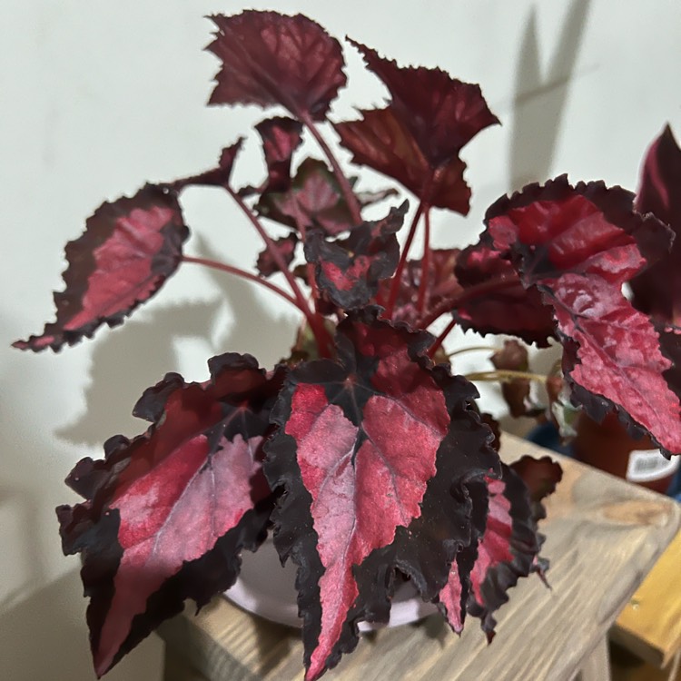 Plant image Begonia (Rex Cultorum Group) 'Red Kiss' syn. Begonia rex 'Red Kiss'