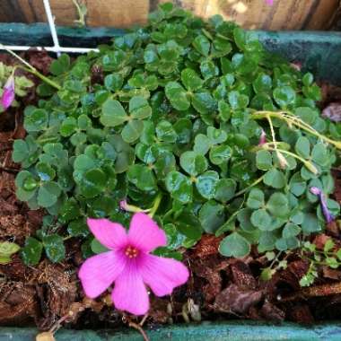 Wood Sorrel 'Festival'