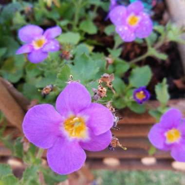 Bacopa 'Great Regal Blue'