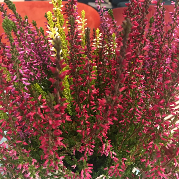 Plant image Calluna vulgaris 'Forest Fire'