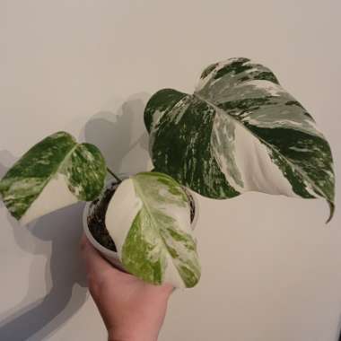 Monstera deliciosa 'Variegata'