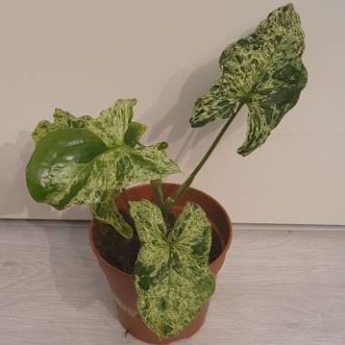 Syngonium 'Mojito'