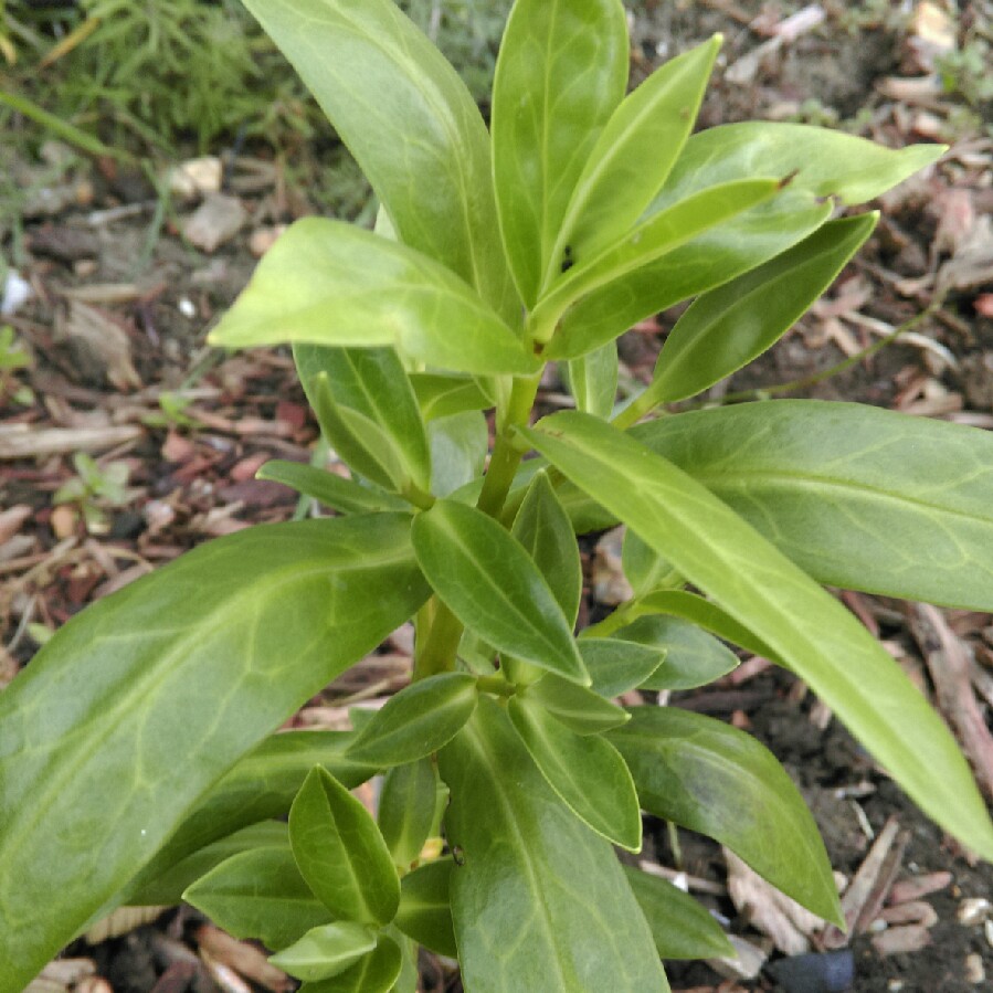 Plant image Hebe rakaiensis