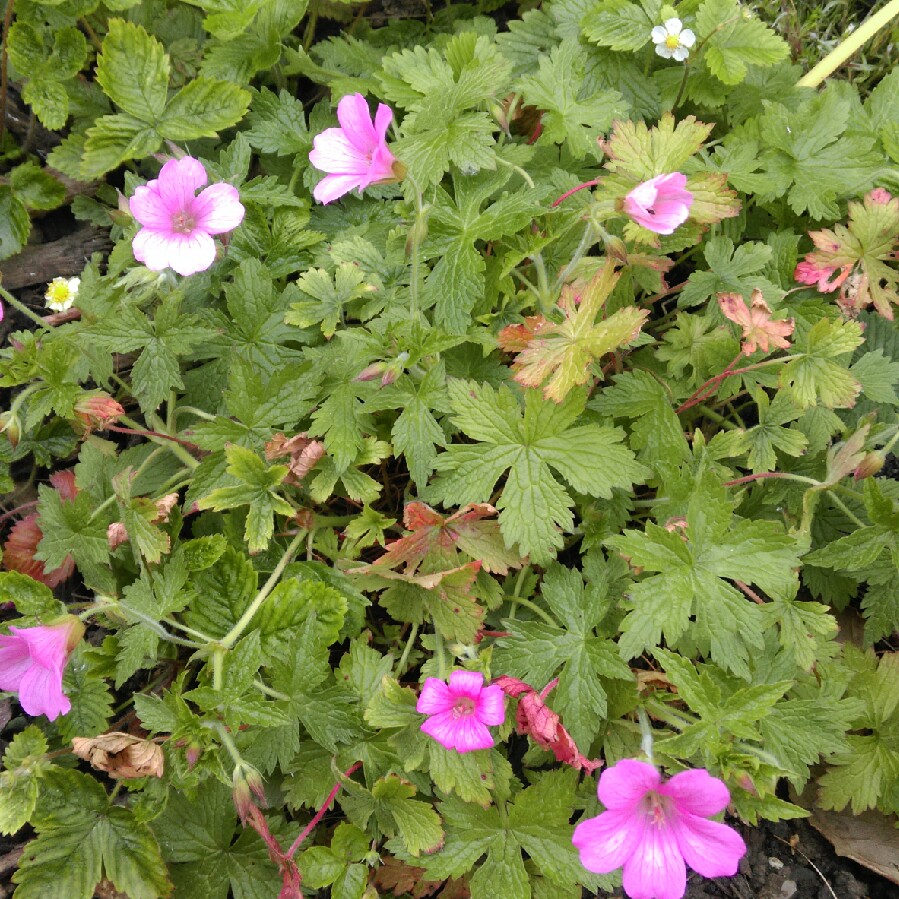 Plant image Geranium 'Khan'