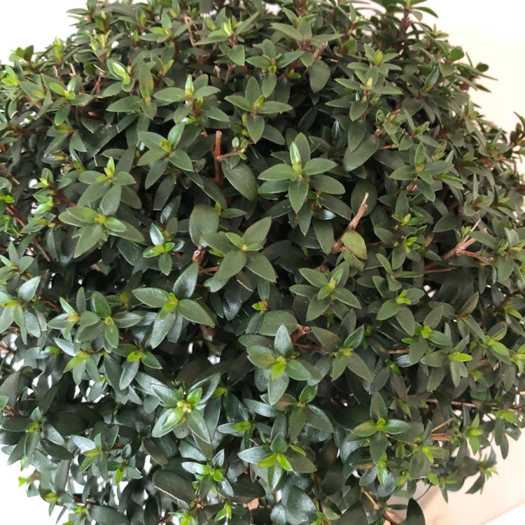 Plant image Myrtus communis