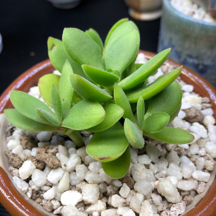 Plant image Crassula Swaziensis