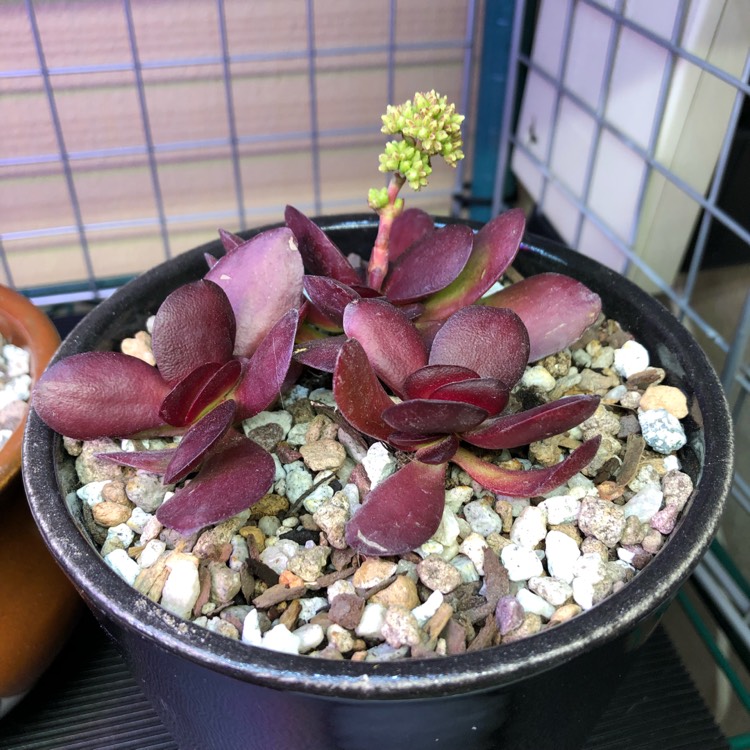 Plant image Crassula platyphylla 'Burgundy'