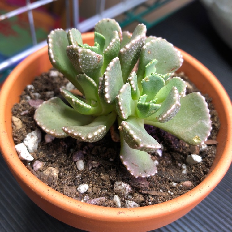 Plant image Aloinopsis malherbei