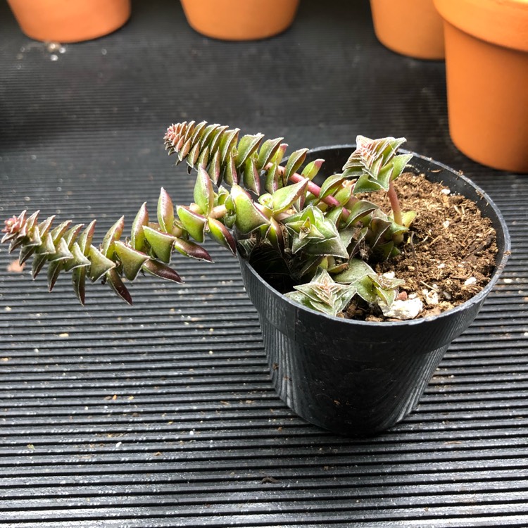 Plant image Crassula tabularis