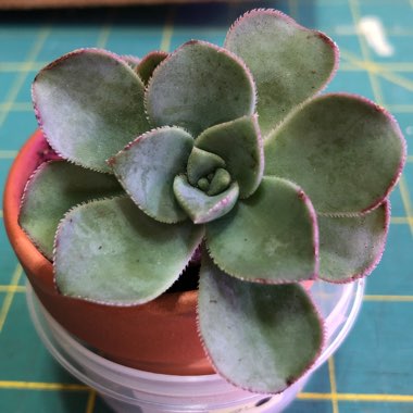 Aeonium haworthii