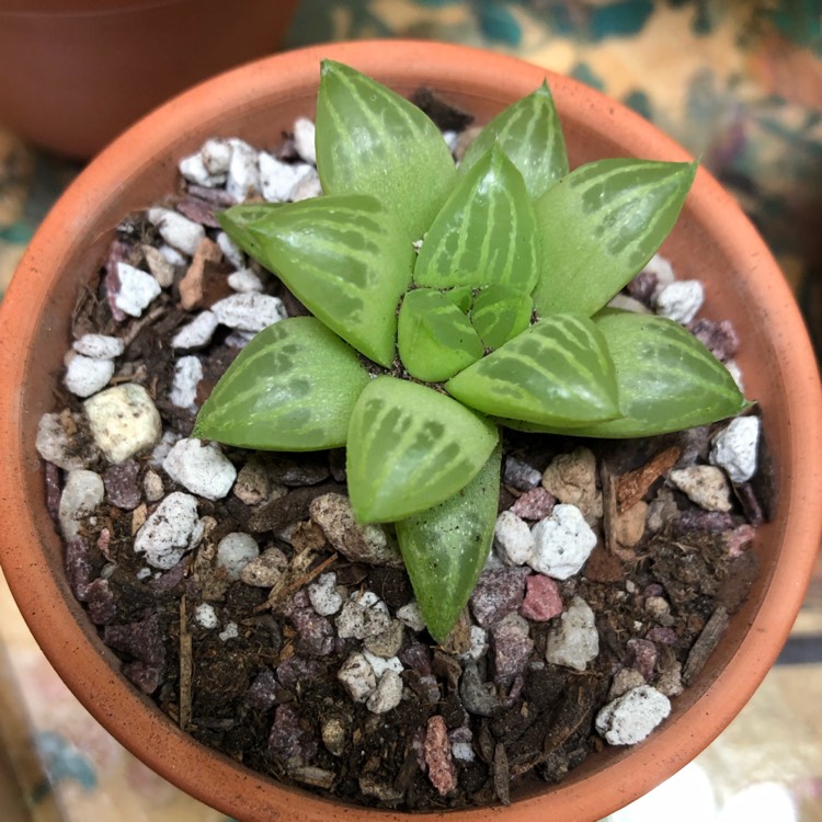 Plant image Haworthia Turgida