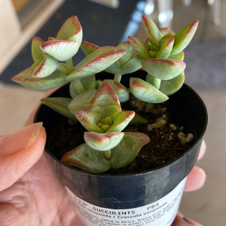 Plant image Crassula Conjuncta