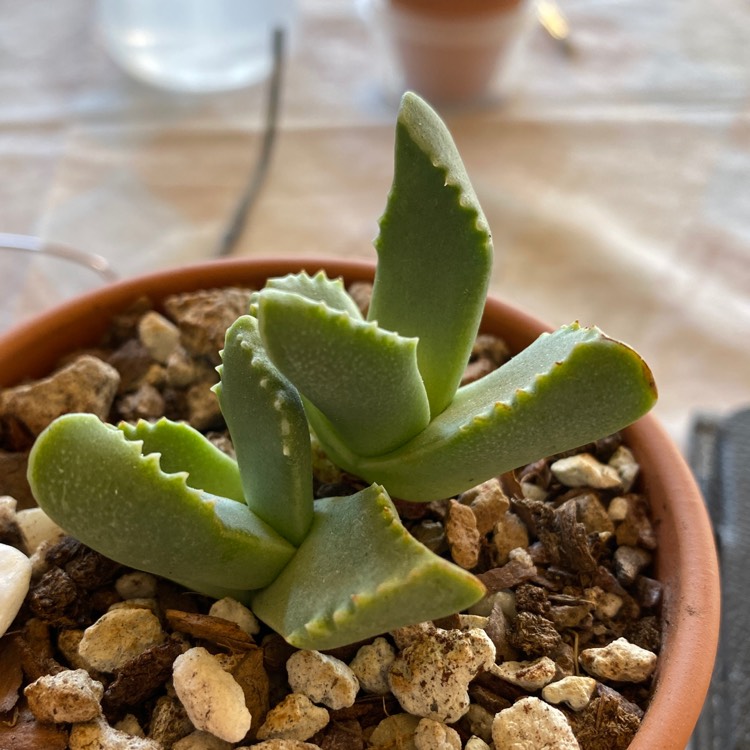 Plant image Faucaria Tigrina Haw. Schwantes