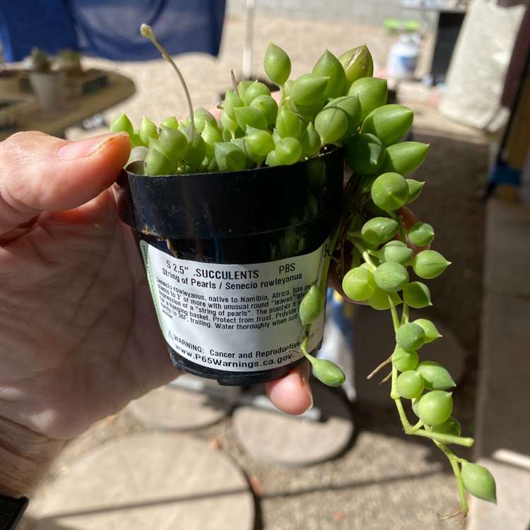 Plant image Senecio 'Radicans'