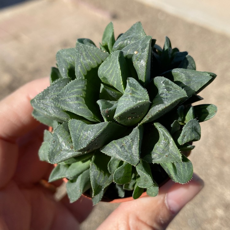 Plant image Haworthia mutica syn. Haworthia retusa var. mutica