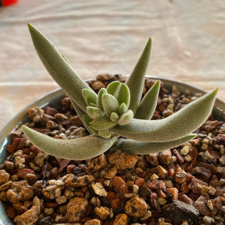 plant image 1190119