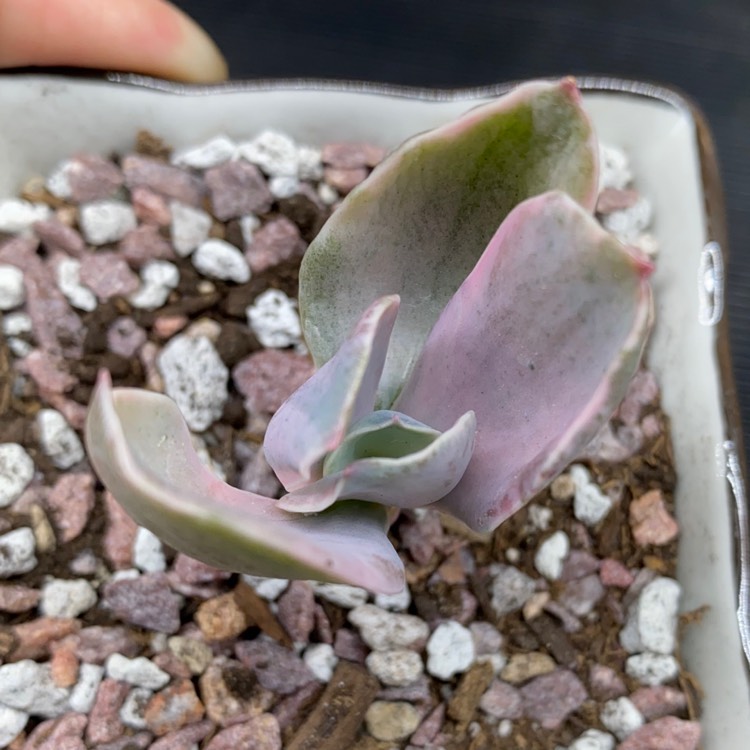 Plant image Echeveria Decora