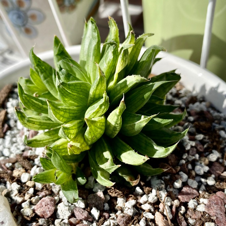 Plant image Haworthia marumiana var batesiana