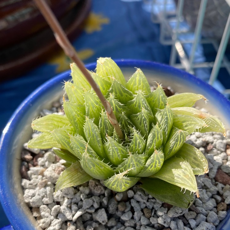 Plant image Haworthia cooperi Var. 'Cooperi'