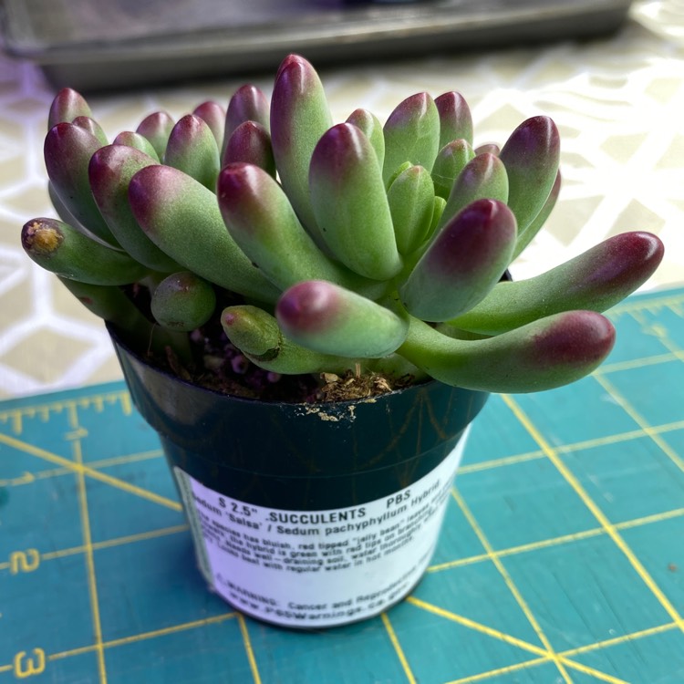 Plant image Sedum 'Pachyphyllum Hybrid