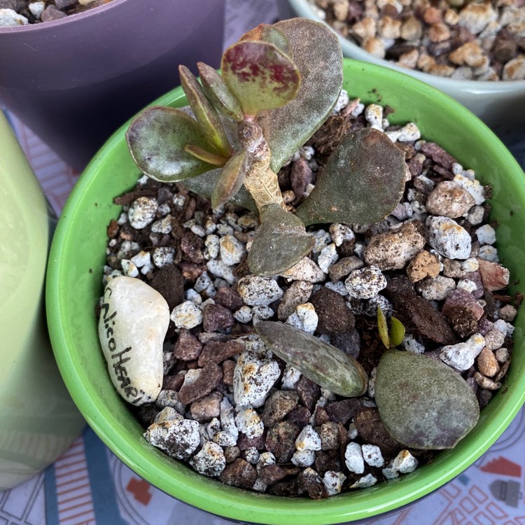 Plant image Adromischus maculatus syn. Cotyledon rupicola ; Cotyledon maculatus