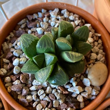 Haworthia retusa