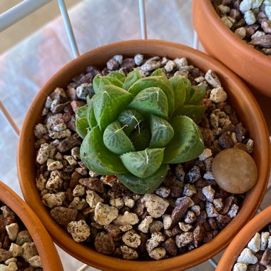 Haworthia