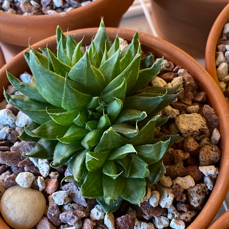 Plant image Haworthia marumiana var batesiana