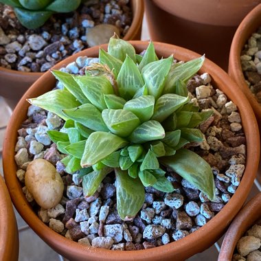 Haworthia Turgida