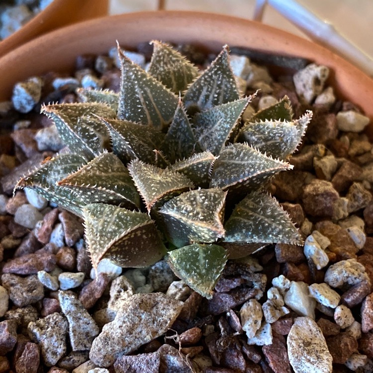 Plant image Haworthia emelyae var. major