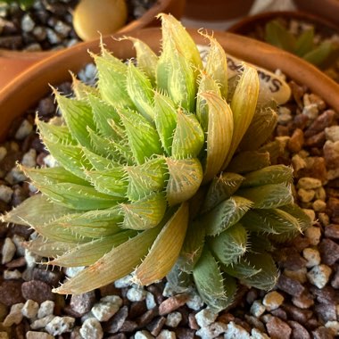 Haworthia cooperi Var. 'Cooperi'