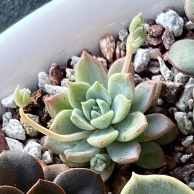 Echeveria 'Prolifica'