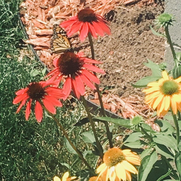 Plant image Echinacea 'Balsomador' (Sombrero Series) syn. Echinacea 'Sombrero Adobe Orange'