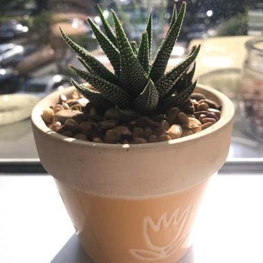 Haworthiopsis fasciata var. fasciata syn. Haworthia fasciata, Haworthia pumila subsp. fasciata