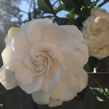 Gardenia Jasminoides