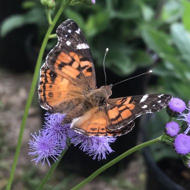 Ageratum houstonianum 'Blue Mink'