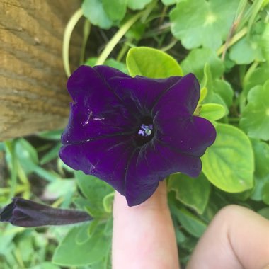 Petunia x hybrida 'F1 Ultra 'Blue'