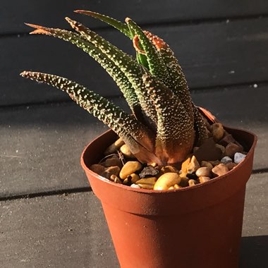 Haworthiopsis fasciata var. fasciata syn. Haworthia fasciata, Haworthia pumila subsp. fasciata