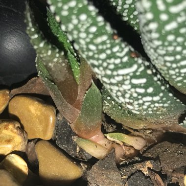 Haworthiopsis fasciata var. fasciata syn. Haworthia fasciata, Haworthia pumila subsp. fasciata