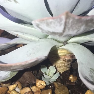 Echeveria Desmetiana v. Subsesslis