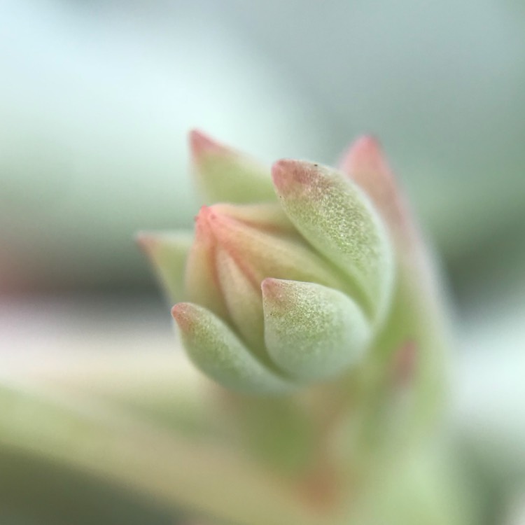 plant image 714799