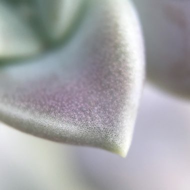 Graptopetalum Paraguayense subsp. Paraguayense