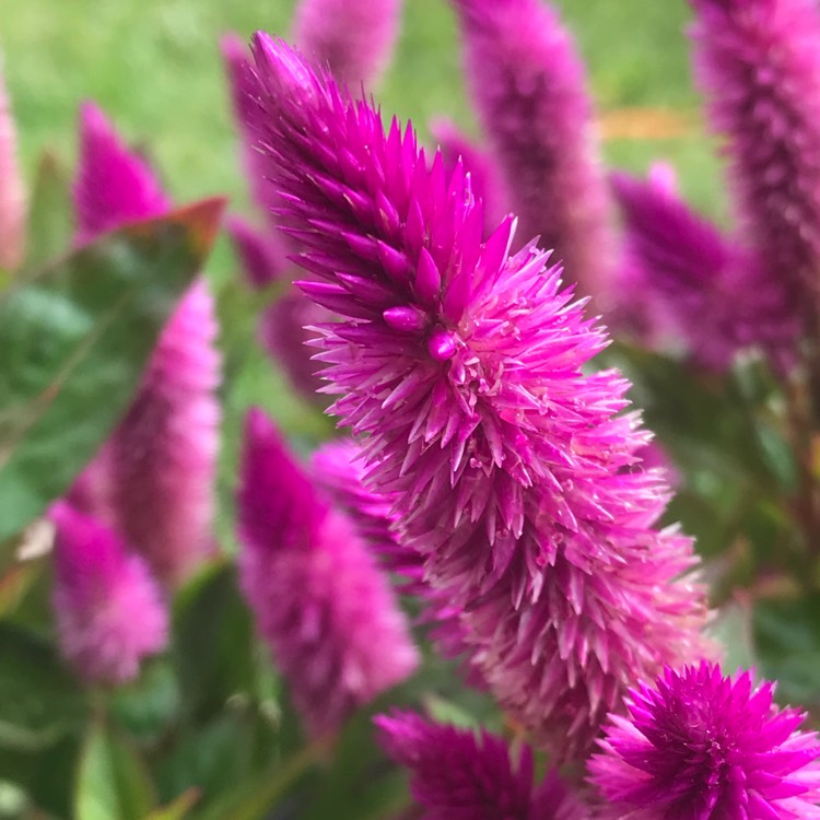 Celosia argentea (Spicata Group) 'Spiky Purple', Cockscomb 'Spiky ...