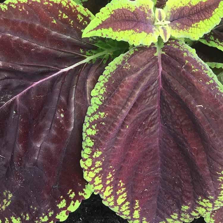 Plant image Plectranthus scutellarioides 'Crimson Gold'