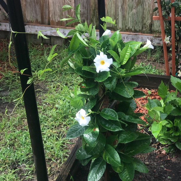 Plant image Mandevilla boliviensis syn. Dipladenia boliviensis